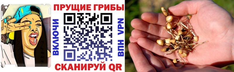 наркотики  Ессентуки  Псилоцибиновые грибы MAGIC MUSHROOMS 